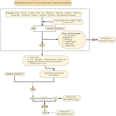 Association between copper and Achilles tendon disease: a two-sample Mendelian randomization study